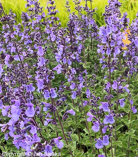 Nepeta x faassenii